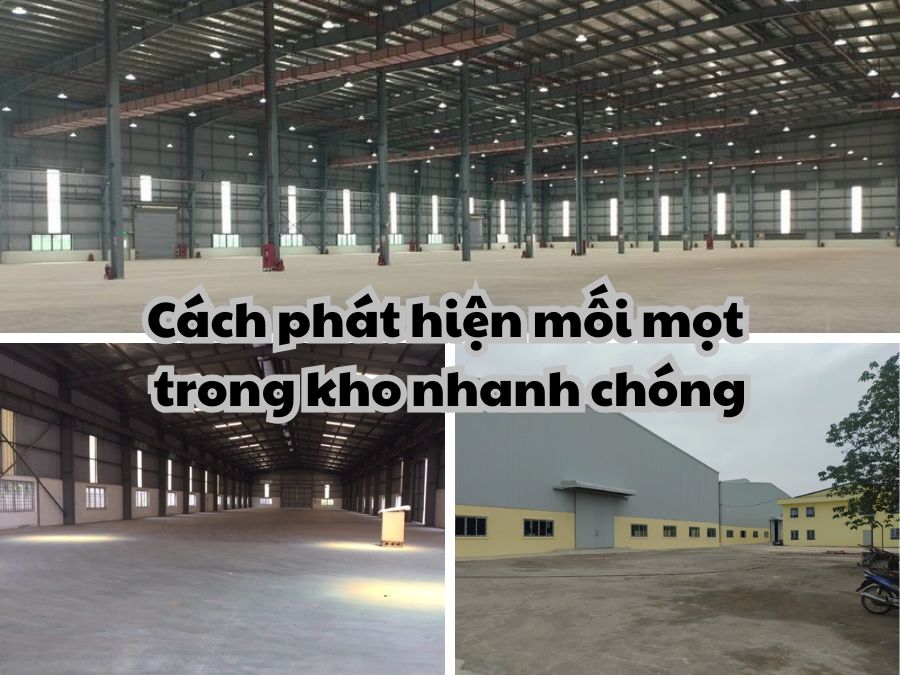 Khám phá 7 kinh nghiệm về cách phát hiện mối mọt trong kho ngay!